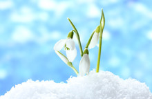 Beautiful Snowdrops In Snow On Blue Background