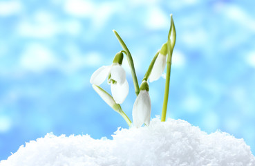 beautiful snowdrops in snow on blue background