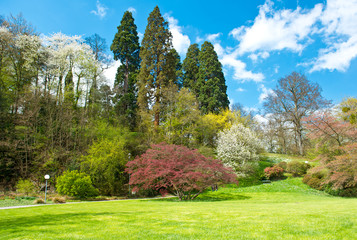 Wall Mural - beautiful park trees in spring blossoming