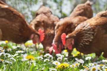 Wall Mural - poultry in field