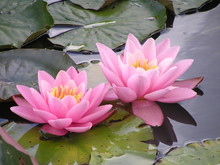 Two Pink Waterlilies