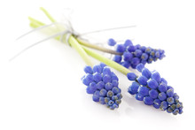 Three Blue Grape Hyacinths
