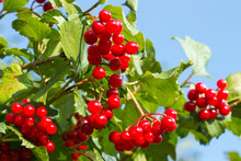Branch Of Red Berries Viburnum