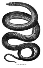 Vintage Snake Engraving