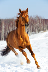 Obraz na płótnie koń ogier portret piękny
