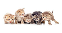 Five Kittens Brood Isolated