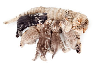 five kittens brood feeding by mother cat isolated