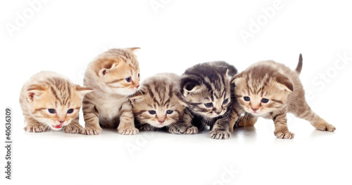 Naklejka na drzwi five kittens brood isolated
