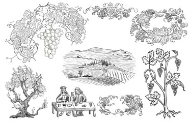 Wall Mural - Vineyard illustration