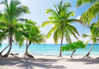 Fototapete - Catalina island in Dominican republic