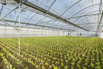 greenhouse