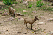 Group Of Deers In Forest