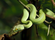Green Snake In Rain Forest