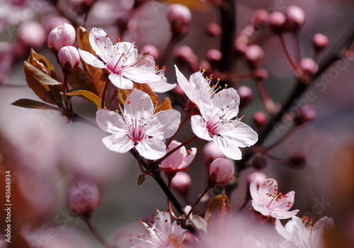 Fototapeta na wymiar Kirschblüten