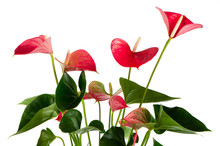 Beautiful Anthedesia Anthurium