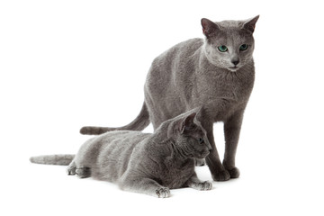 Poster - Russian Blue cat on white .