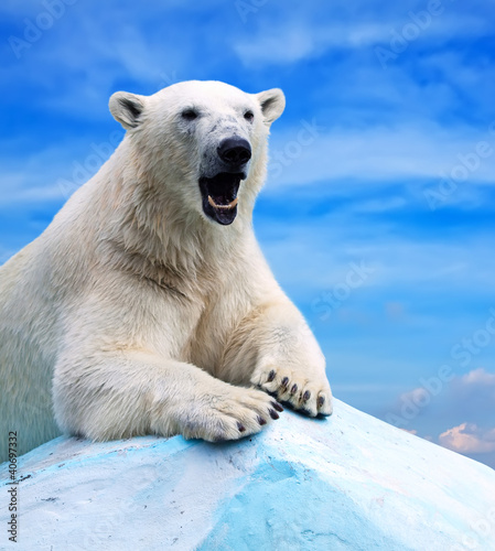 Foto-Stoffbanner - polar bear (von JackF)