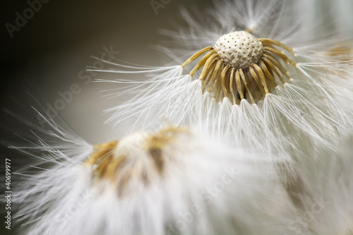 Naklejka na szybę dandelion close up