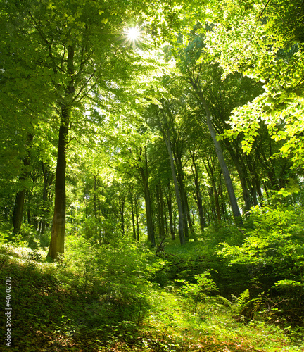 Obraz w ramie Buchenwald im Sommer