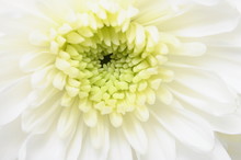 Close Up Of White Flower : Aster With White Petals
