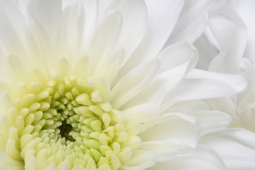Fotomurales - Close up of white flower : aster with white petals