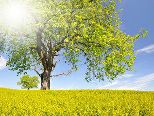 spring tree in the rapeseed field