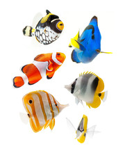 Fish, Reef Fish, Marine Fish Party Isolated On White Background