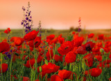 Field of poppies on a sunset