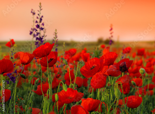 Fototapeta na wymiar Field of poppies on a sunset