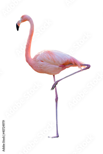 Flamant rose Tableau sur Toile