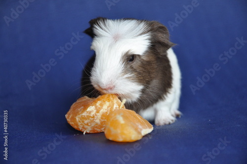 Cochon D Inde Bebe Poils Longs Shelty Havane Et Blanc Stock Photo Adobe Stock