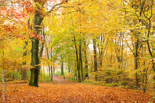 Doppelrollo mit Motiv - Laubwald im Herbst (von Inga Nielsen)