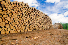 Pine Timber Stacked At Lumber Yard