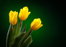 Yellow Tulip On Dark Green Background