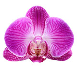 Fototapeta Uliczki - orchid