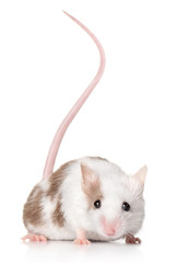 Wall Mural - Mouse with a long tail