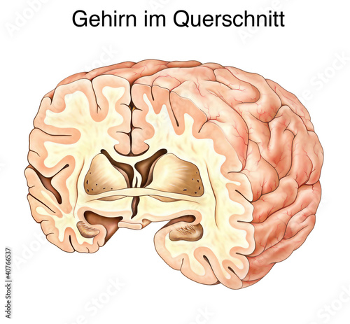 Naklejka - mata magnetyczna na lodówkę Das menschliche Gehirn.Aufbau.Querschnitt