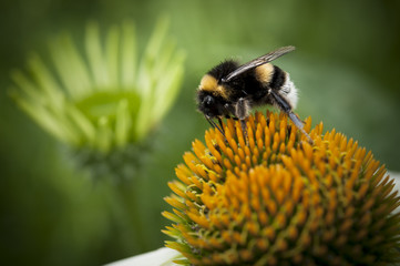 Bumblebee on a orange flower