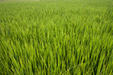 Fototapeta  - Rice field