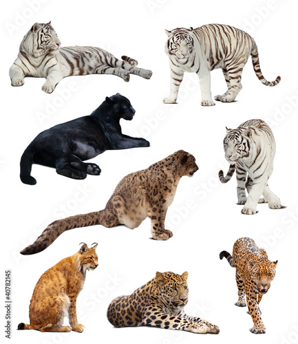 Plakat na zamówienie big wildcats. Isolated over white