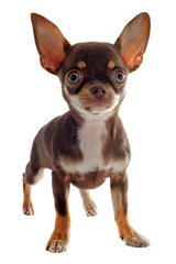 Wall Mural - chiot chihuahua