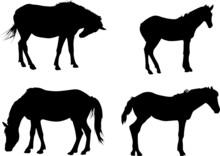Four Black Horses Isolated On White