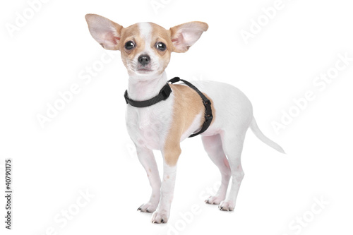 Short Haired Chihuahua Buy This Stock Photo And Explore Similar