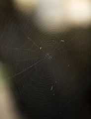 spider web