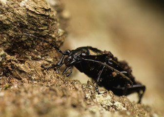 Wall Mural - Carabus