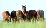Fototapeta Konie - Group of wild horses in field at morning.