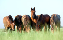 Group Of Wild Horses In Field At Morning.