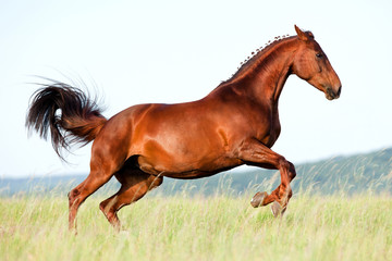 Canvas Print - Chestnut horse runs gallop in field