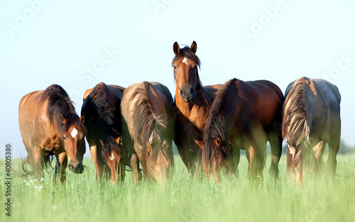 Fototapeta na wymiar Group of wild horses in field at morning.