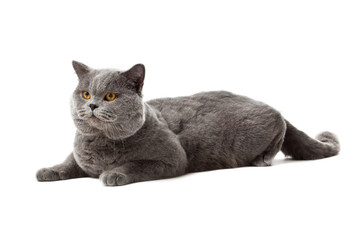 Canvas Print - British shorthair cat on a white background.